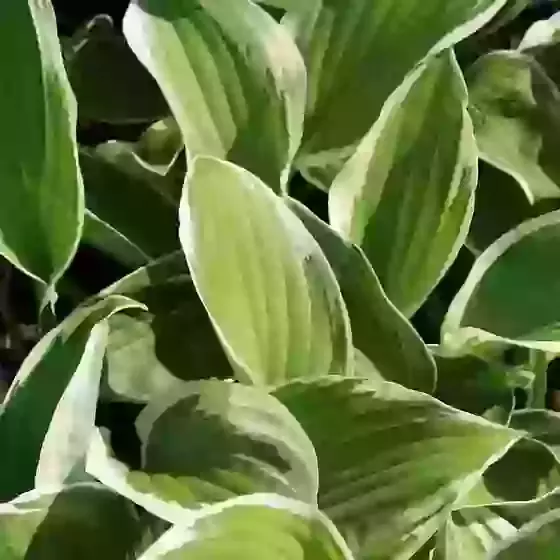 Hosta Francee (Fortunei) Plantain lily 